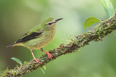 Red-legged Honeycreeper (Cyanerpes cyaneus) perched on a branch in Costa Rica