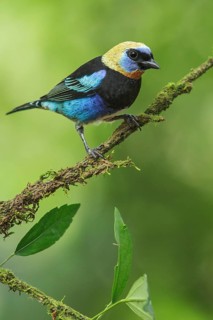 Golden-hooded Tanager (Tanagara larvata) perched on a branch in Costa Rica