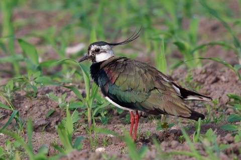 Northern Lapwing (Vanellus vanellus) male, North Rhine-Westphalia, Germany