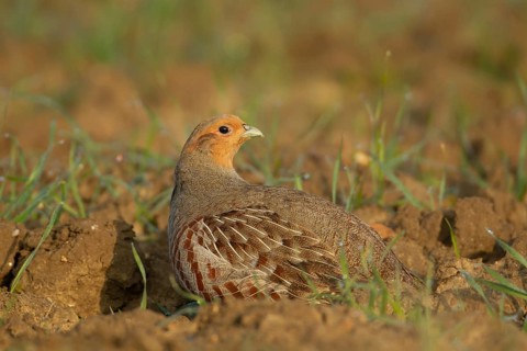 Grey or English or Hungarian partridge (Perdix perdix) adult game bird in a farmland cereal field,