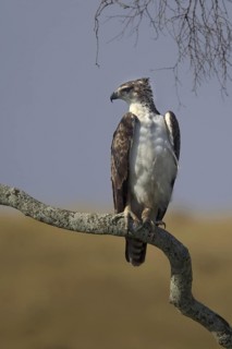 Martial Eagle (Polemaetus bellicosus), Masai Mara, Kenya