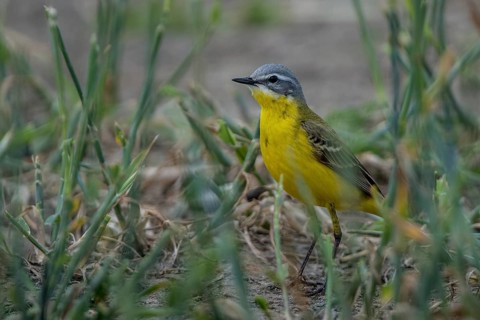 Western Yellow Wagtail (Motacilla flava), Schleswig-Holstein, Germany