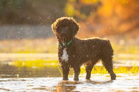 A curly-haired dog joyfully stands in a sunlit river, surrounded by shimmering water droplets. The