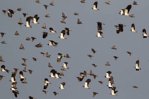 Northern Lapwing & Common Starling (Vanellus vanellus) group flying, North Rhine-Westphalia,
