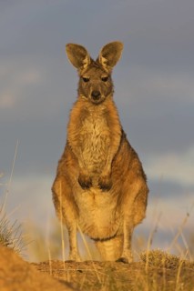 Wallaroo (Macropus robustus) alert female standing, Queensland, Australia