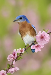 Eastern Bluebird (Sialia sialis), Texas, USA