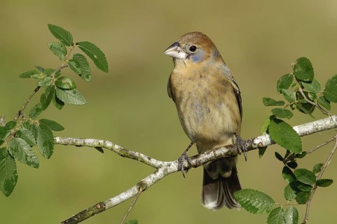 Blue Grosbeak (Passerina caerulea) female, Texas, USA