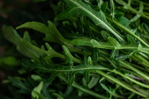 Detailed close-up of fresh arugula leaves showcasing their rich green tones, crisp texture, and