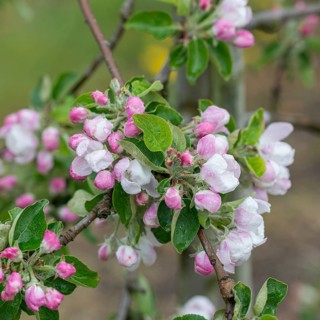 Apple (Malus domestica 'Piros'),  Germany