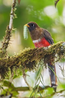 Masked Trogon (Trogon personatus assimilis) perched on a branch in Ecuador, South America