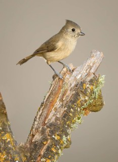 Oak Titmouse (Baeolophus inornatus), California, USA