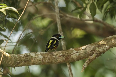 Black-and-yellow Broadbill (Eurylaimus ochromalus), Thailand