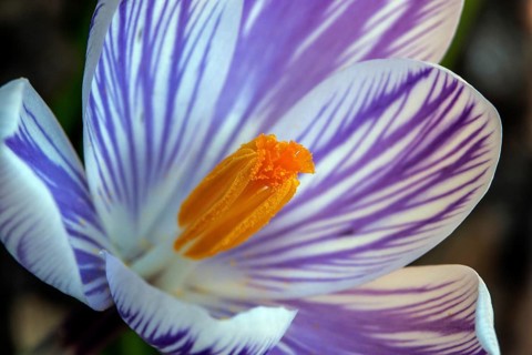 Spring crocus (Crocus vernus), flower, detail, macro photograph, Baden-Württemberg, Germany