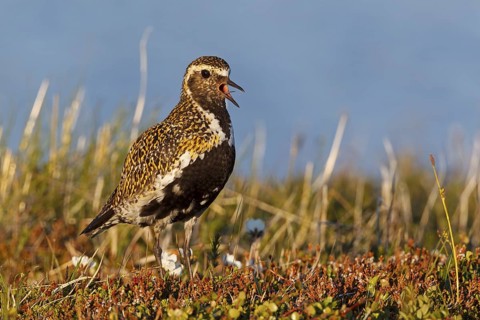 European Golden Plover (Pluvialis apricaria) calling, Iceland