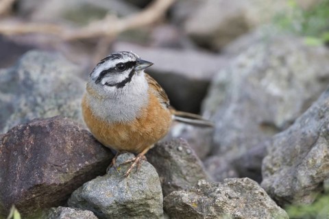Rock Bunting -Zippammer - Emberiza cia ssp. cia, Germany, adult male