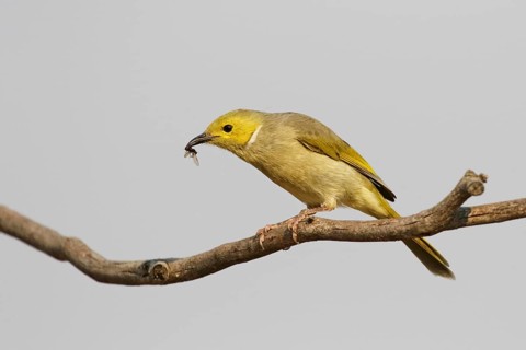 White-plumed Honeyeater (Ptilotula penicillata) perched on a branch with insect prey in beak,