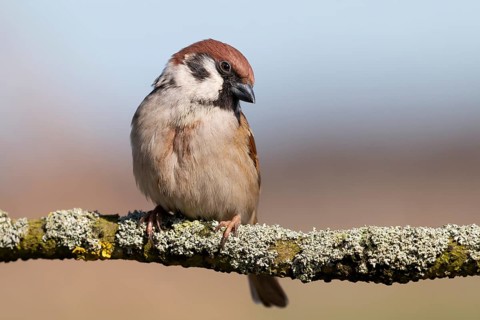 Eurasian Tree Sparrow (Passer montanus) perched on a branch, Lower Saxony, Germany