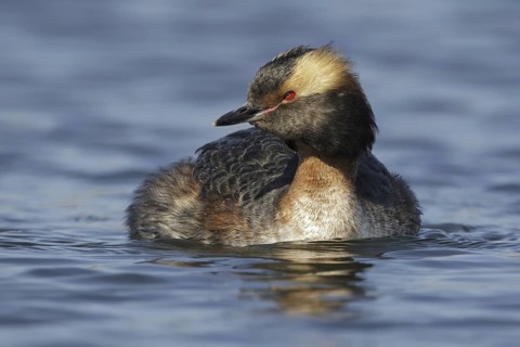 Horned Grebe (Podiceps auritus), Maryland, USA