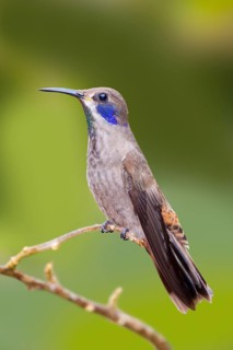 Brown Violet-ear Colibri delphinae San Jose, Costa Rica 7 November Adult Trochilidae