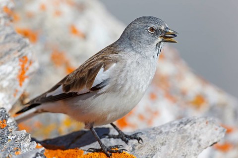 Snowfinch (Montifringilla nivalis), Valais, Switzerland