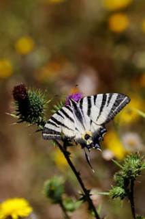 Sail butterfly (Iphiclides podalirius), on a flower of a thistle (Cirsium arvense), in a vineyard,