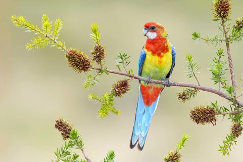 Eastern Rosella (Platycercus eximius) female, Victoria, Australia