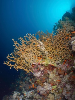 Lattice fire coral (Millepora dichotoma)