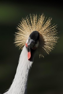 Gray crowned-crane (Balearica regulorum), portrait, captive, occurrence in Africa