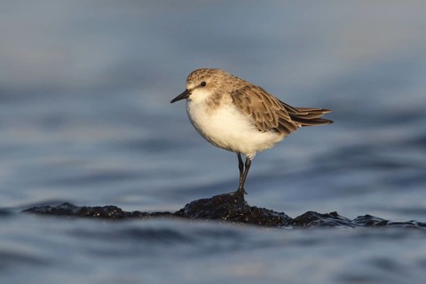 Red-necked Stint (Calidris ruficollis) foraging, Victoria, Australia