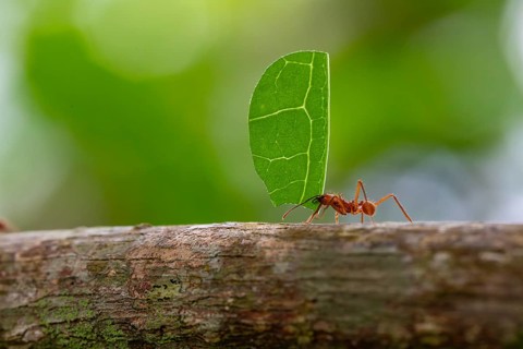 Leafcutter ant (Atta) carrying a large green leaf piece on a branch in the tropical rainforest.