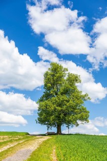 Cunnersdorfer Lime tree, single lime tree (Tilia) on a hill near Glashütte, Saxony, Germany