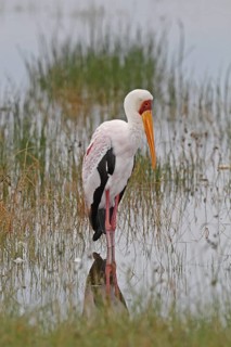 Yellow-billed Stork (Mycteria ibis), Lake Nakuru, Kenya