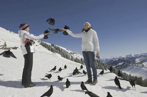 Alpine Chough (Pyrrhocorax graculus) flying, Bavaria, Germany