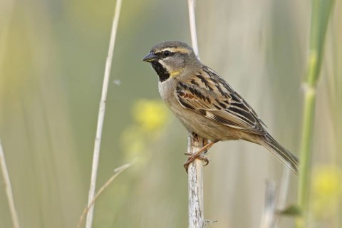 Dead Sea Sparrow (Passer moabiticus) male, Sanliurfa, Turkey