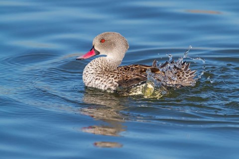 Cape teal (Anas capensis), Cape Teal, Canard du Cap, Cerceta de El Cabo, False Bay Nature Reserve /