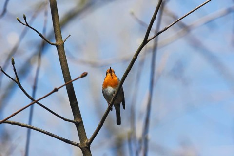 Robin (Erithacus rubecula) sitting on a branch, North Rhine-Westphalia, Germany