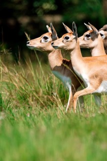 A group of Common Impala, alert and looking in various directions while standing in a lush green