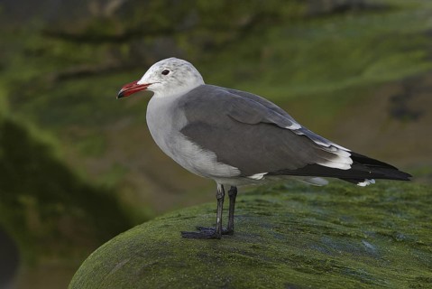 Heermann's Gull (Larus heermanni), California, USA