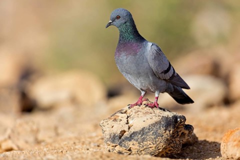 Domestic Pigeon, Columba livia f. domestica, Israel