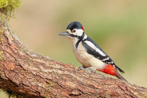 Great spotted woodpecker (Dendrocopus major), male, attentive, on a branch, wildlife, woodpeckers,