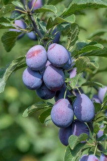 Plum (Prunus domestica 'Topper'), Baum- und Rebschule Schreiber KG, Federal Republic of Germany