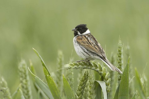 Common Reed Bunting (Emberiza schoeniclus) male, Rhineland-Palatinate, Germany