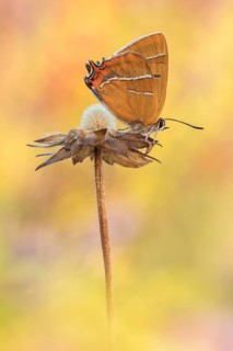 Der Nierenfleck-Zipfelfalter (Thecla betulae), ein Bläuling und Zipfelfalter