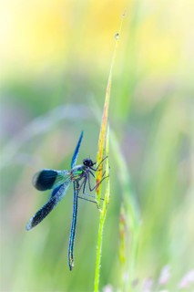 Banded demoiselle (Calopteryx splendens), Lower Saxony, Federal Republic of Germany