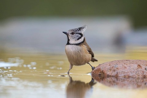 A crested tit, Lophophanes cristatus, stands on a rock by a calm water pool, its reflection visible