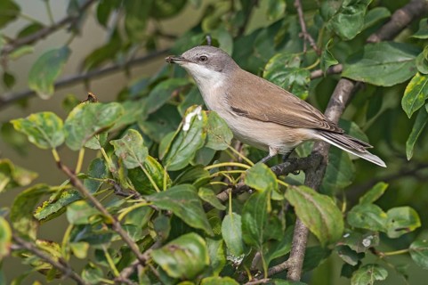 Lesser Whitethroat (Sylvia curruca) perched in tree with fly in beak, Aosta Valley, Italy
