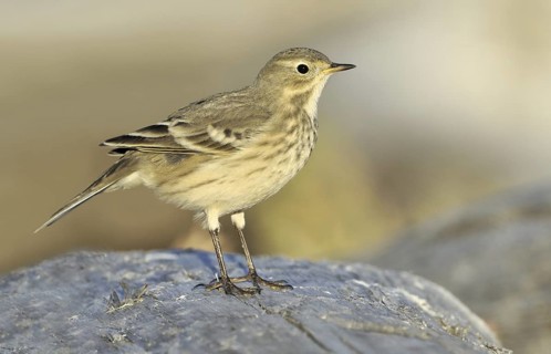 Buff-bellied Pipit (Anthus rubescens), British Columbia, Canada