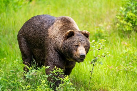 Eurasian brown bear (Ursus arctos arctos) walking between bushes, Bavarian Forest, Bavaria, Germany