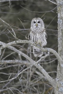 Barred Owl (Strix varia), Ontario, Canada