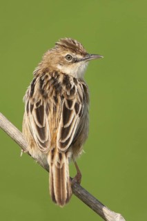 Zitting Cisticola (Cisticola juncidis), Mallorca, Spain